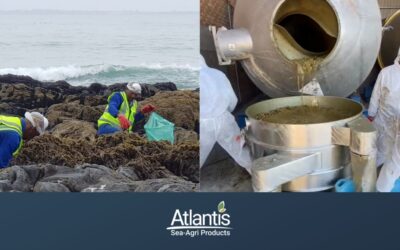 Everything you need to know about Kelp-based fertilisers